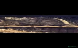 Degus rodents for sale: Adult male degu  - Image 2