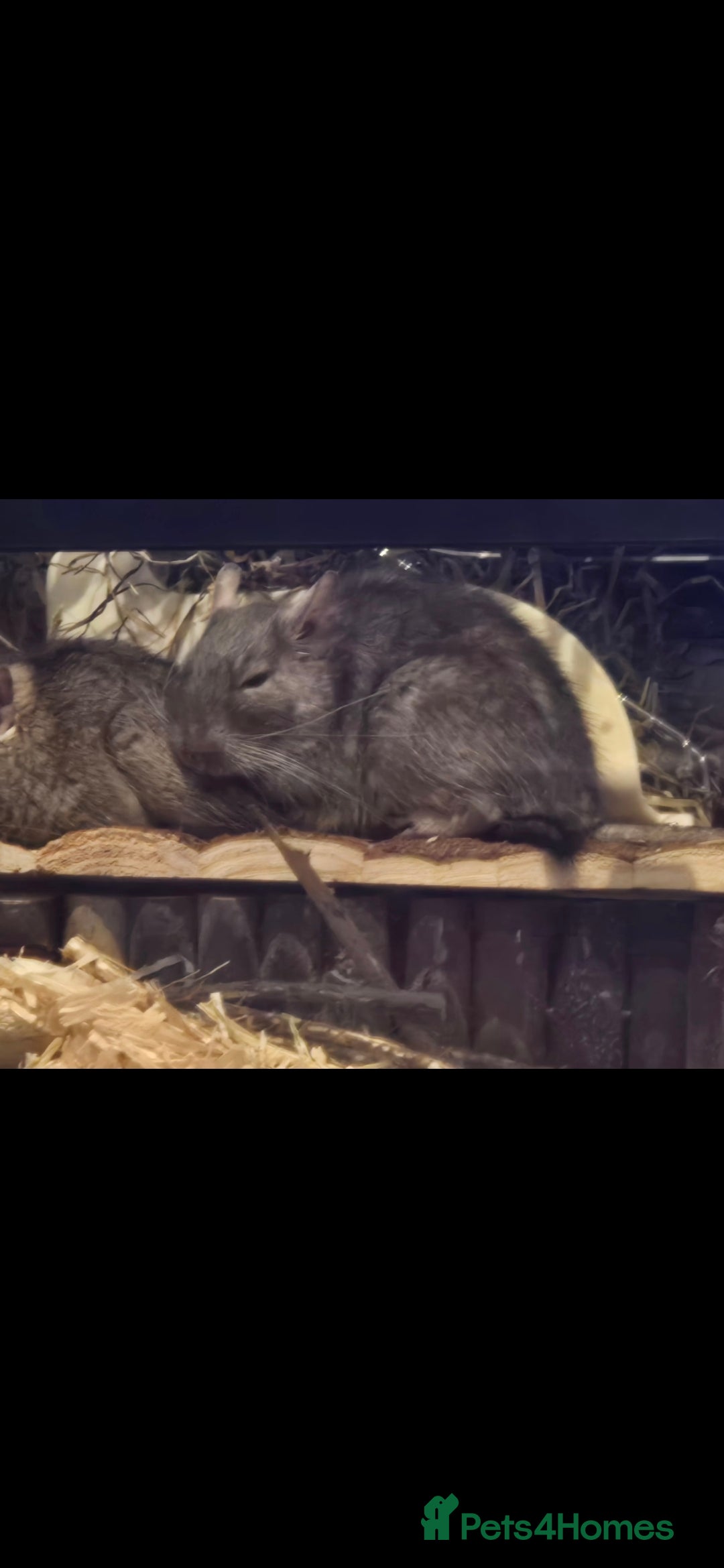 Degus rodents for sale: Adult male degu  - Image 2