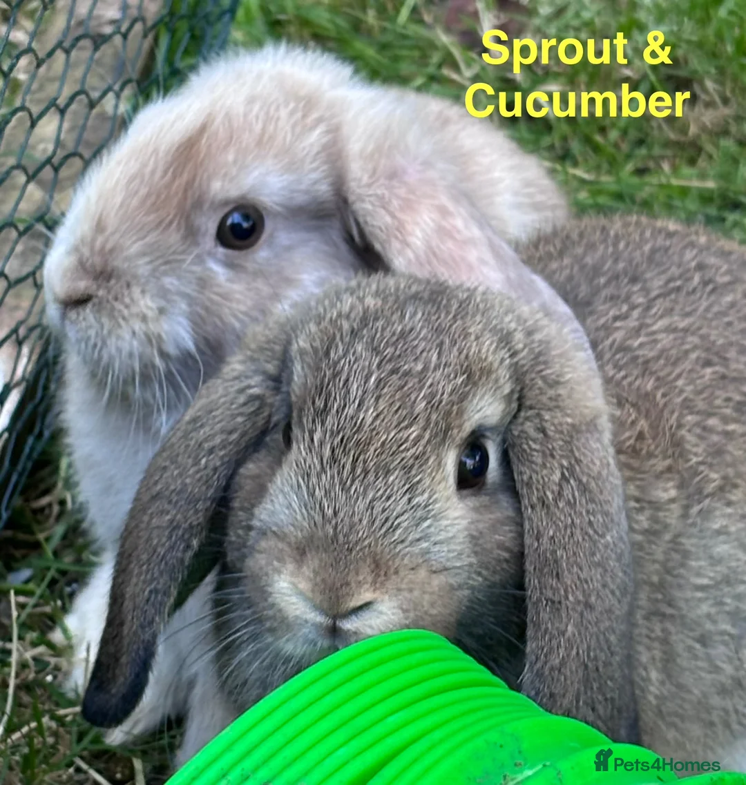 Mini Lop rabbits for sale: Mini Lop Baby Boys - Ready to leave now.  - Advert 1