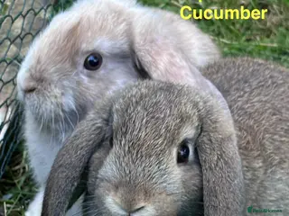 Mini Lop rabbits Mini Lop Baby Boys - Ready to leave now. - Advert 4