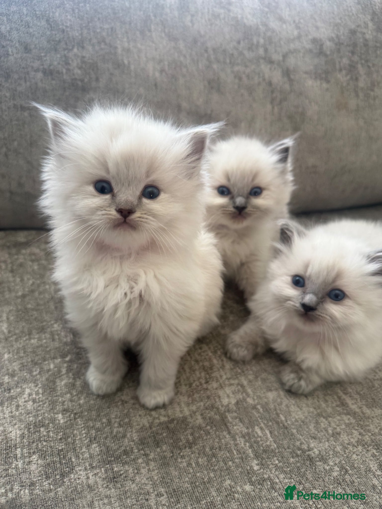 Ragdoll cats Beautiful Ragdoll Kittens - Advert 7