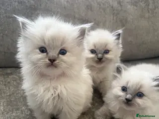 Ragdoll cats Beautiful Ragdoll Kittens - Advert 7