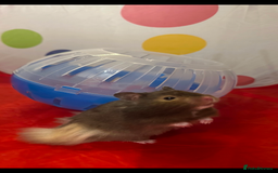 Hamster rodents for sale: Syrian hamster and setup - Image 4