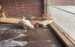 Mixed Breed dogs for sale: Beautiful Sprizla Puppies  - Image 17