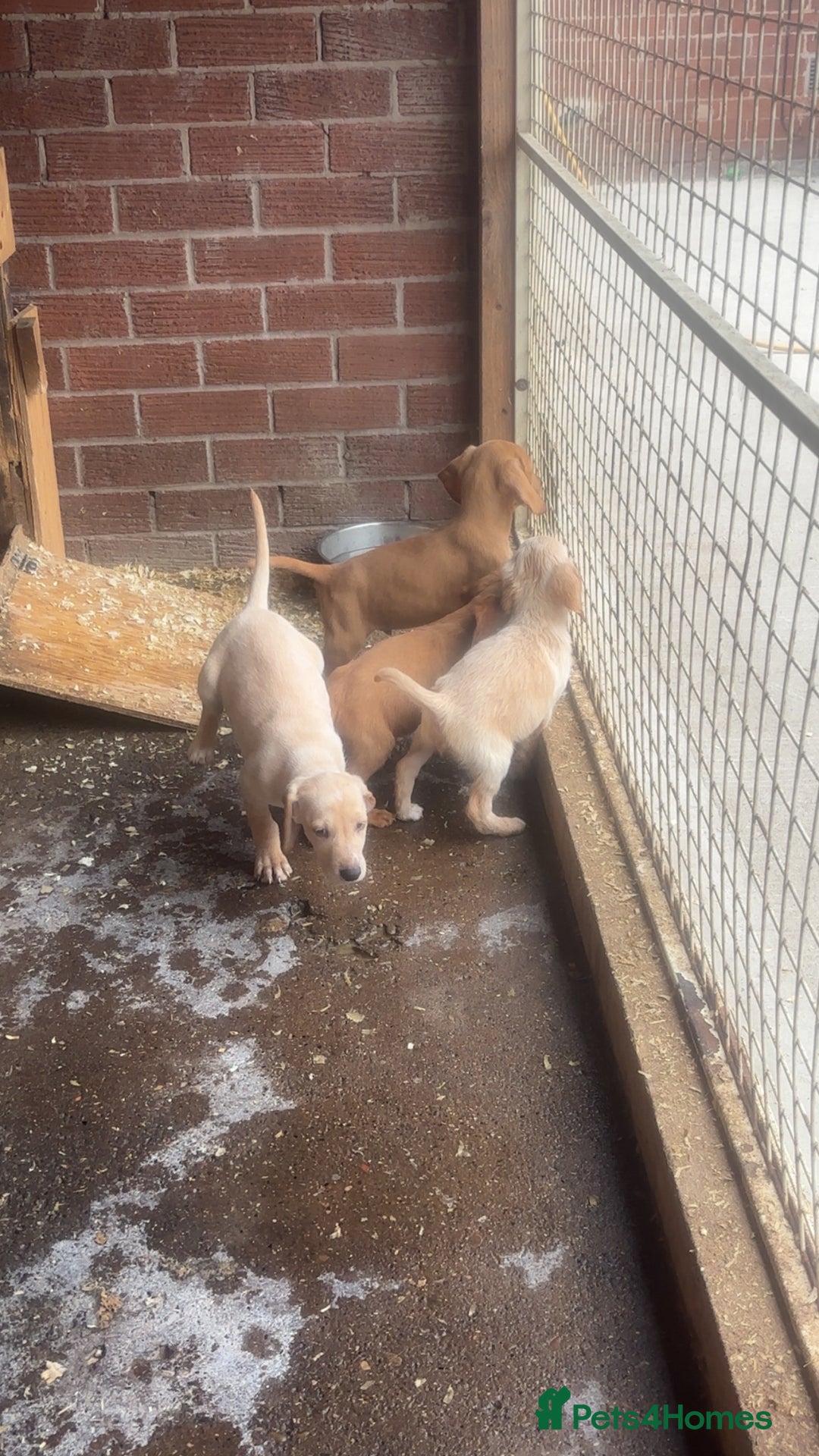 Mixed Breed dogs for sale: Beautiful Sprizla Puppies  - Image 17