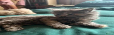 British Longhair 2