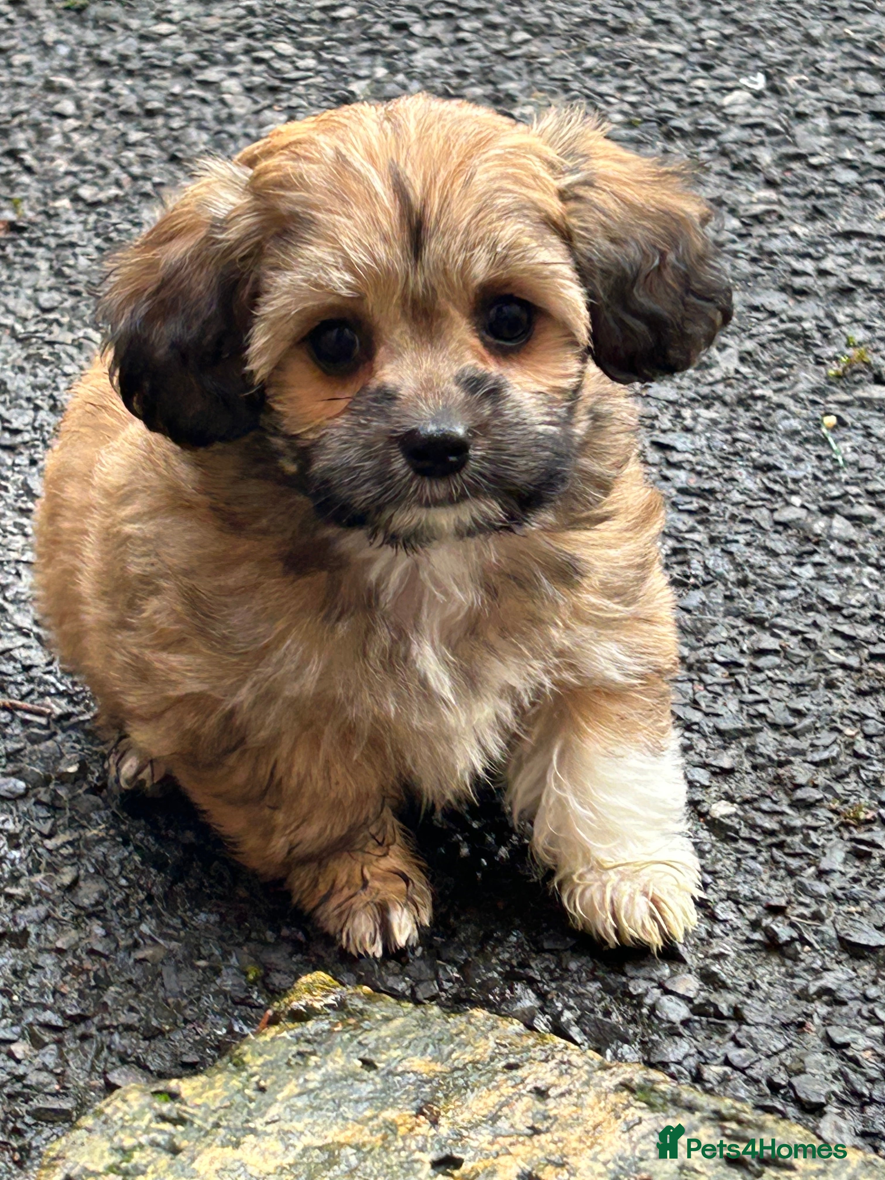 Mixed Breed dogs Yorkipoo x shihtzu puppies  - Advert 10