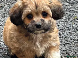 Mixed Breed dogs Yorkipoo x shihtzu puppies - Advert 10