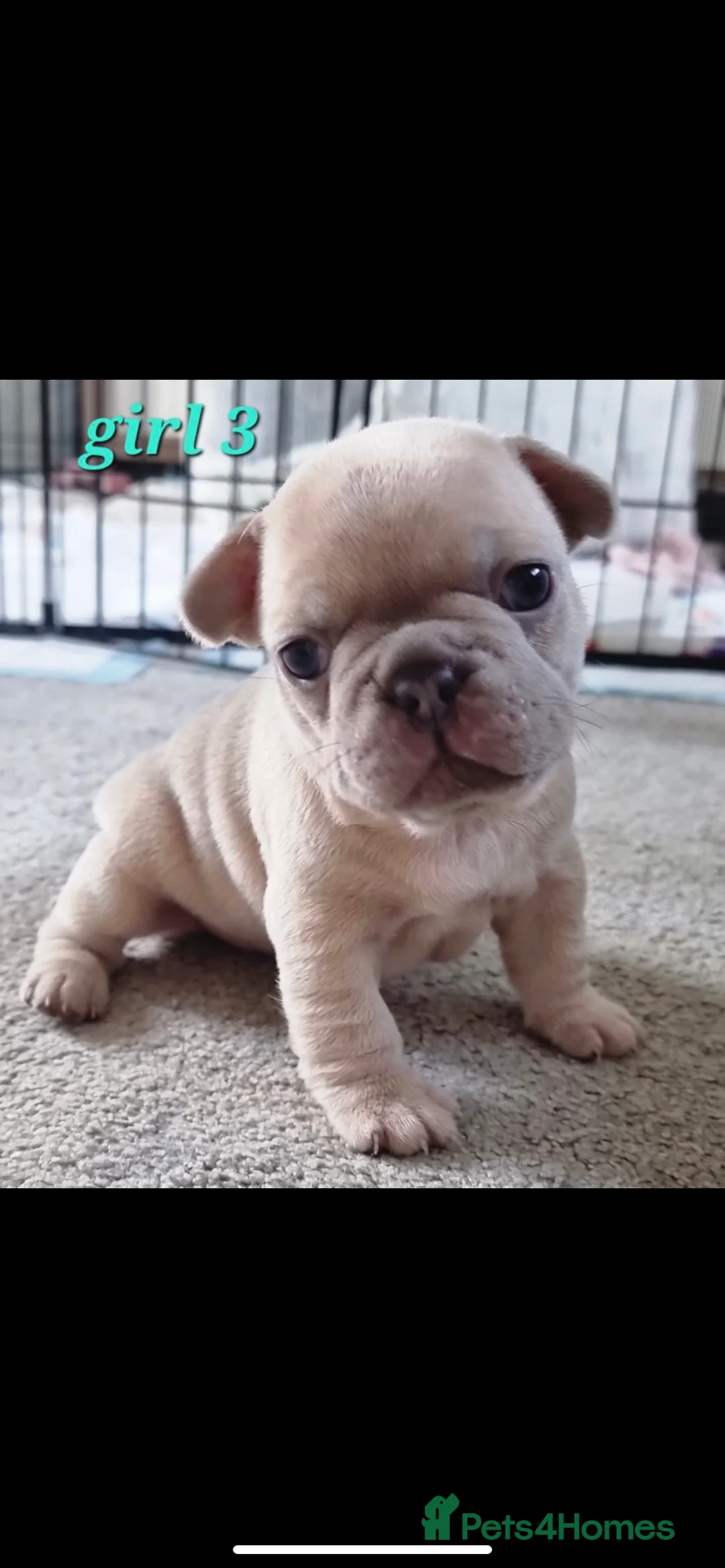 French Bulldog dogs for stud: 🦁HUNCHO🦁PUP BACK DEAL 1ST PICK FEMALE‼️ in Northampton - Advert 12