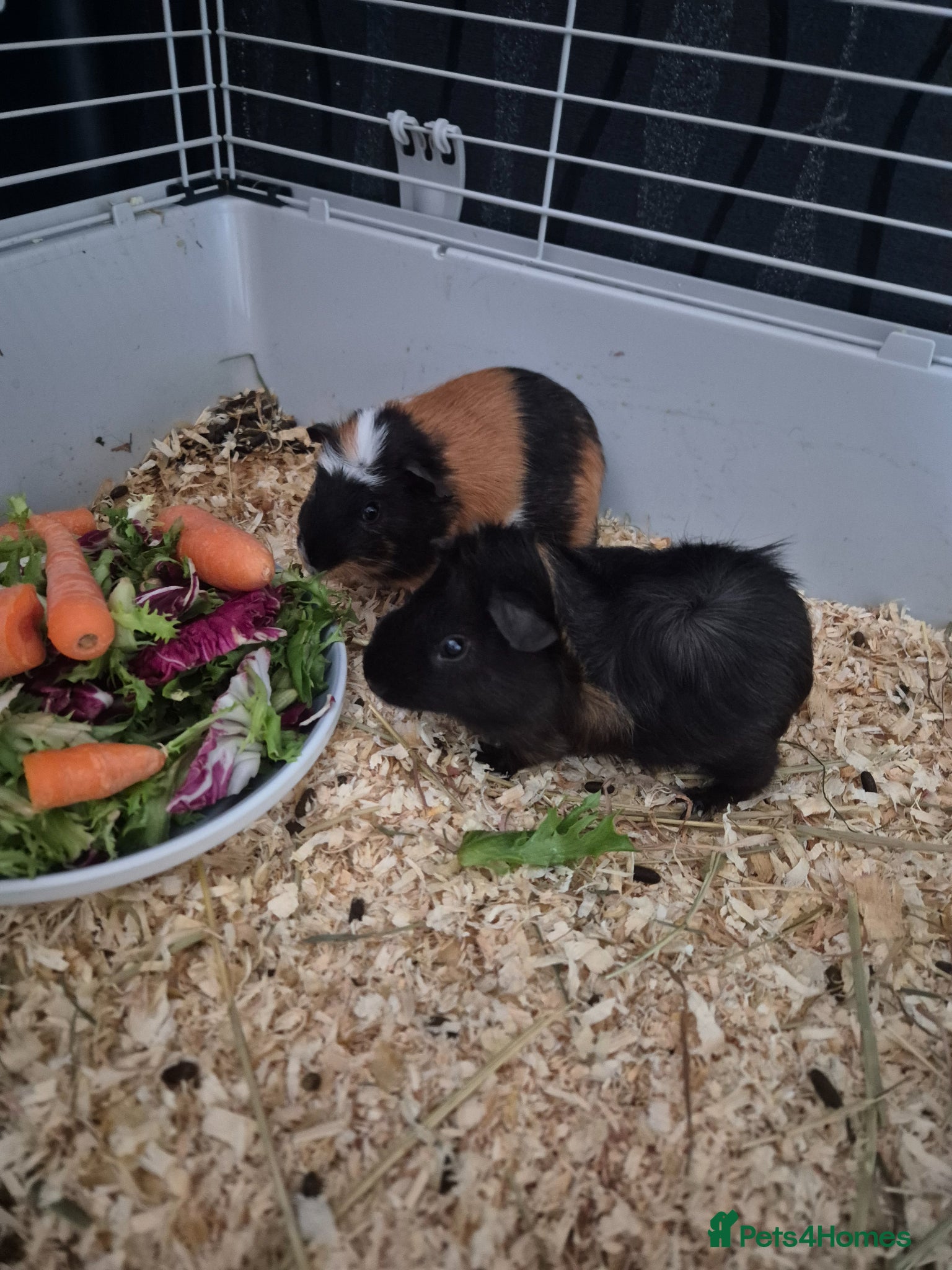 Guinea Pig rodents 2x Guinea Pigs & Cage - Advert 1