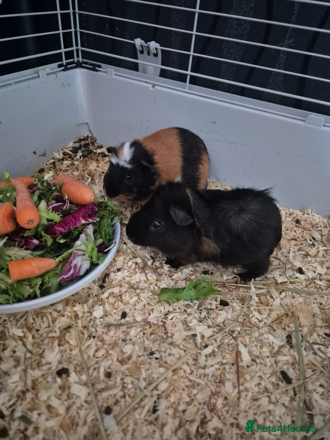 Guinea Pig rodents for sale: 2x Guinea Pigs & Cage - Advert 1