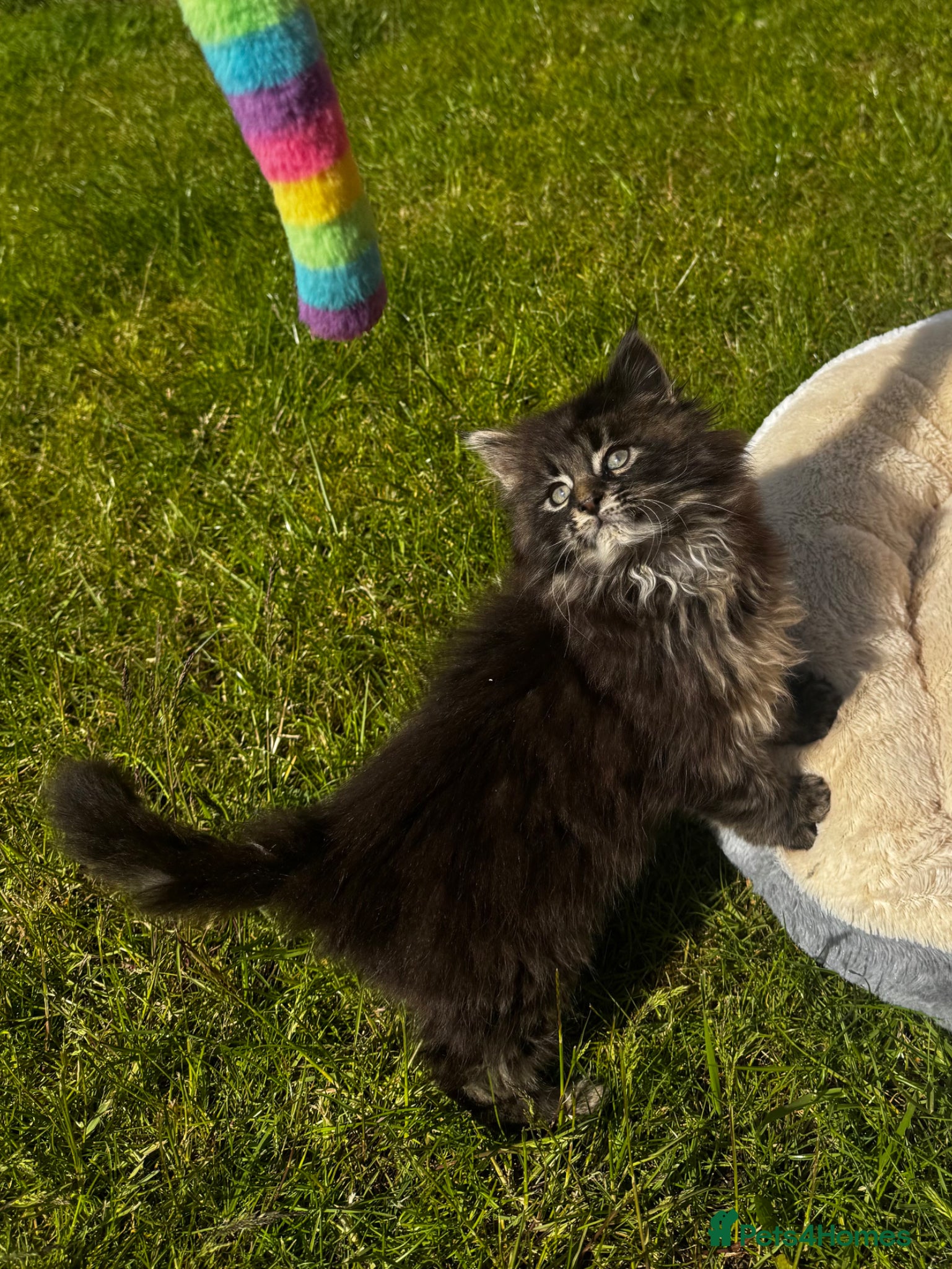 Maine Coon cats for sale: Pedigree Maine Coon Male Kitten in Newtownards - Advert 8