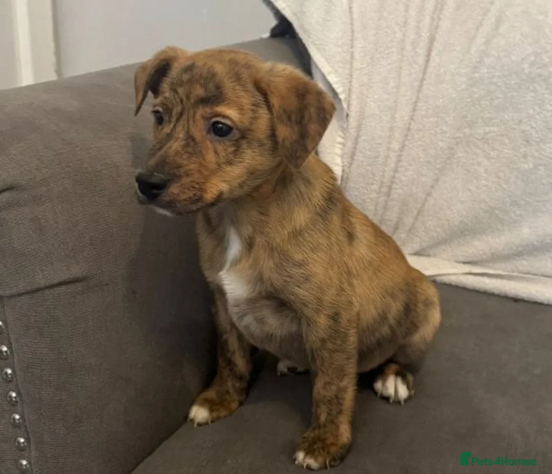 Mixed Breed dogs for sale: 5 Staff x beagle  - Advert 4