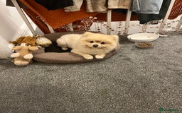 Pomeranian dogs for stud: Pomeranian for stud - Image 2
