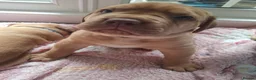 Mixed Breed dogs for sale: Muscle mastiff puppies  - Advert 7
