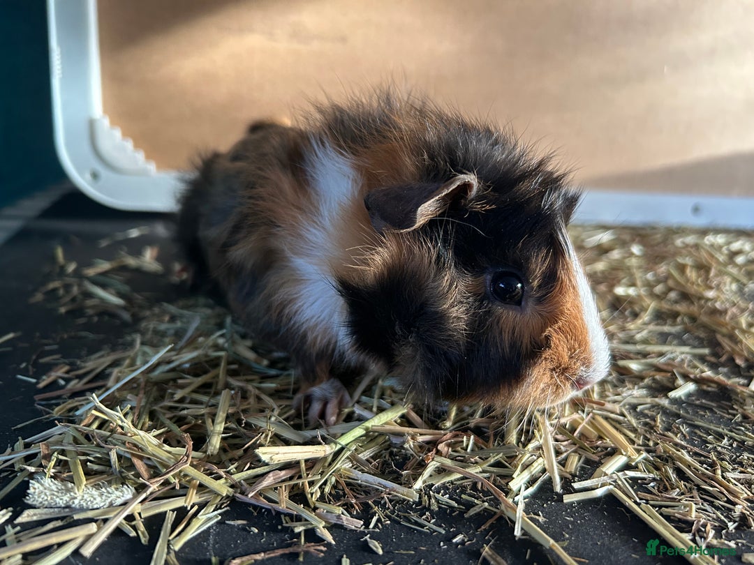 Guinea Pig rodents for sale: Guineapigs  - Advert 3