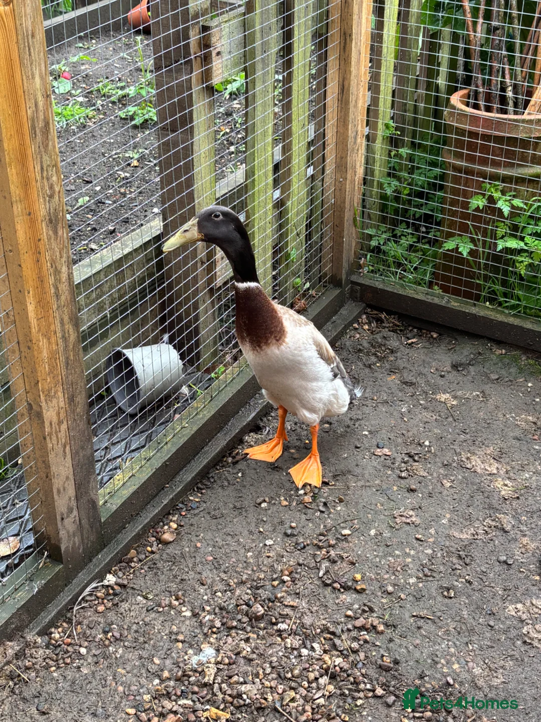 Ducks poultry for sale: Runner ducks - 2 Drakes for sale  - Advert 1