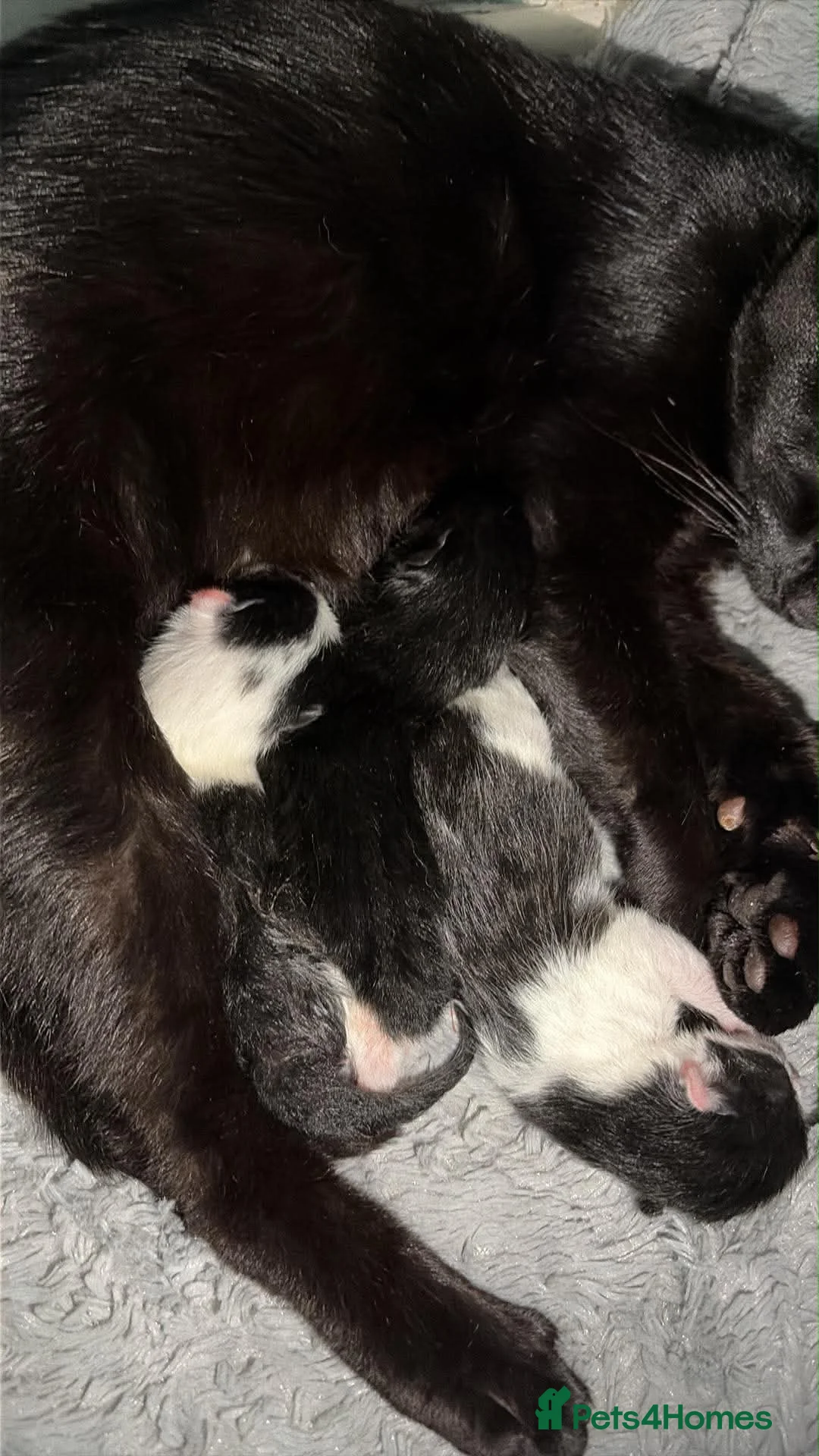 Mixed Breed cats for sale: Cute little babies  - Advert 1