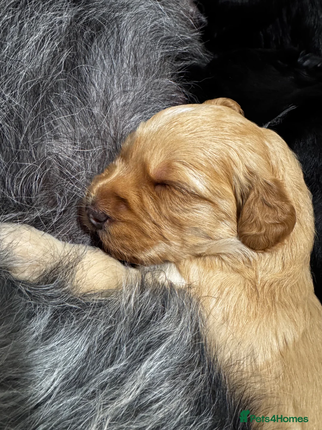 Labradoodle dogs for sale: Miniature Scruffy/ Bearded Labradoodle Puppies  in Taunton - Advert 18