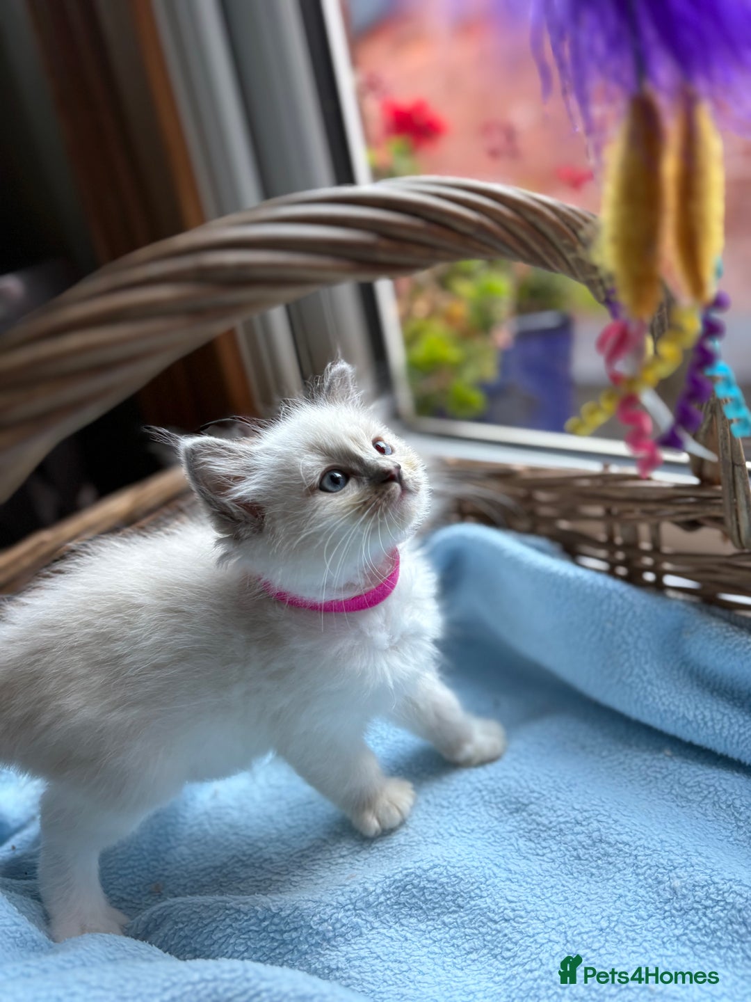 Ragdoll cats for sale: One gorgeous boy,  Luxury pedigree. - Image 16