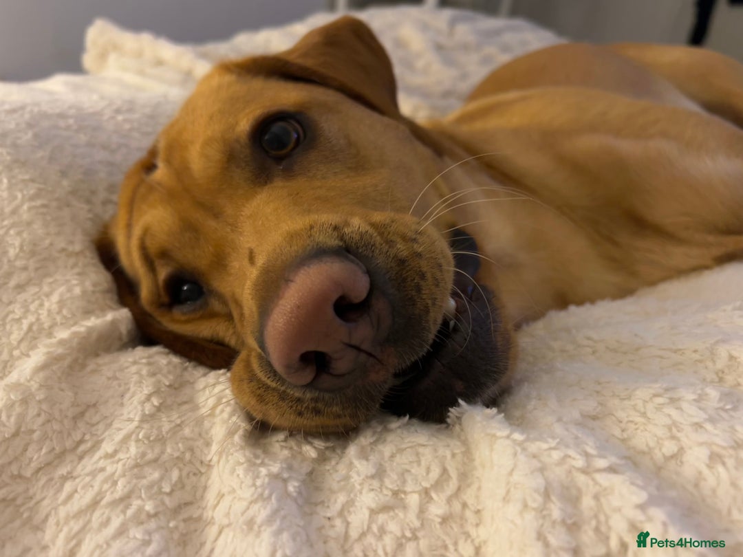 Labrador Retriever dogs for stud: Fox red labrador for stud  - Image 8