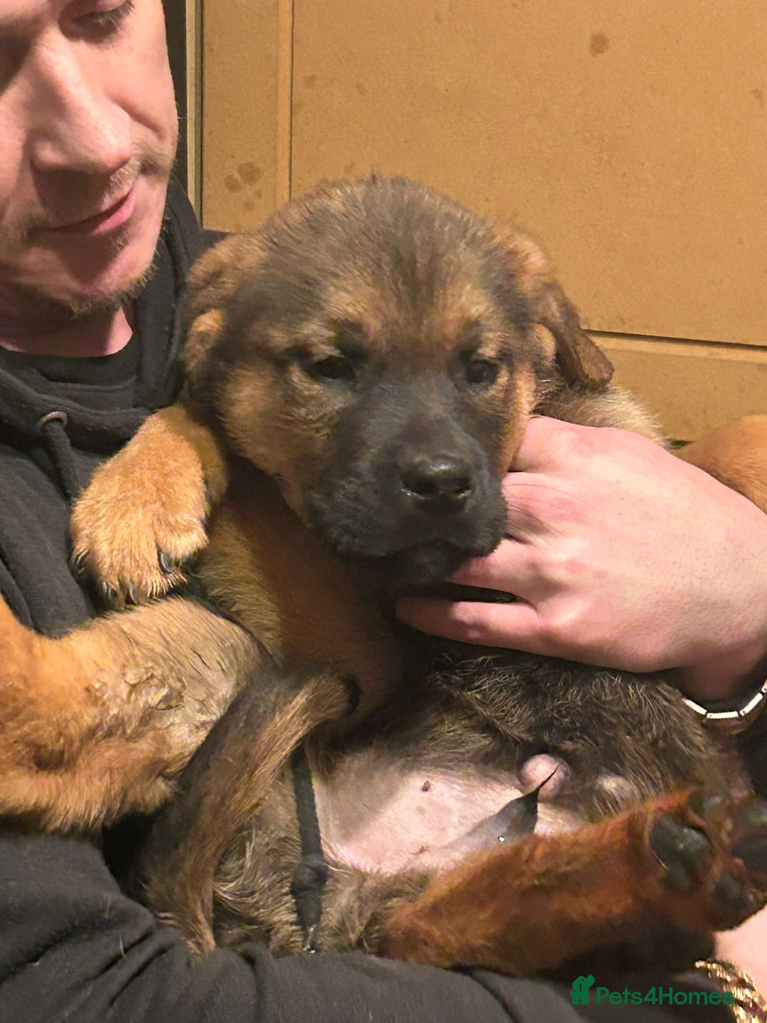 Mixed Breed dogs for sale: Masakiweiler pups - Advert 10