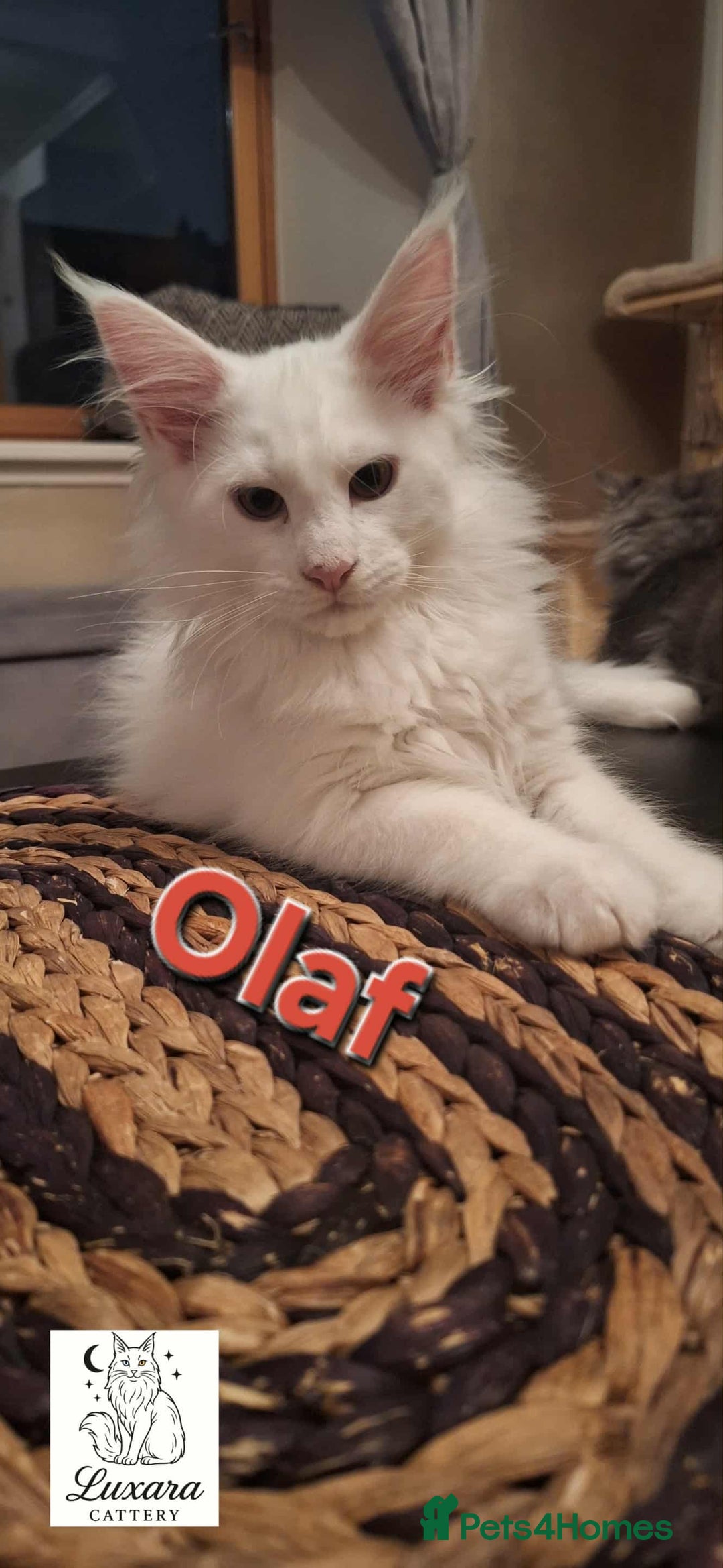 Maine Coon cats for sale: One left! MaineCoonKittens–GCCF/Pedigree - Advert 5