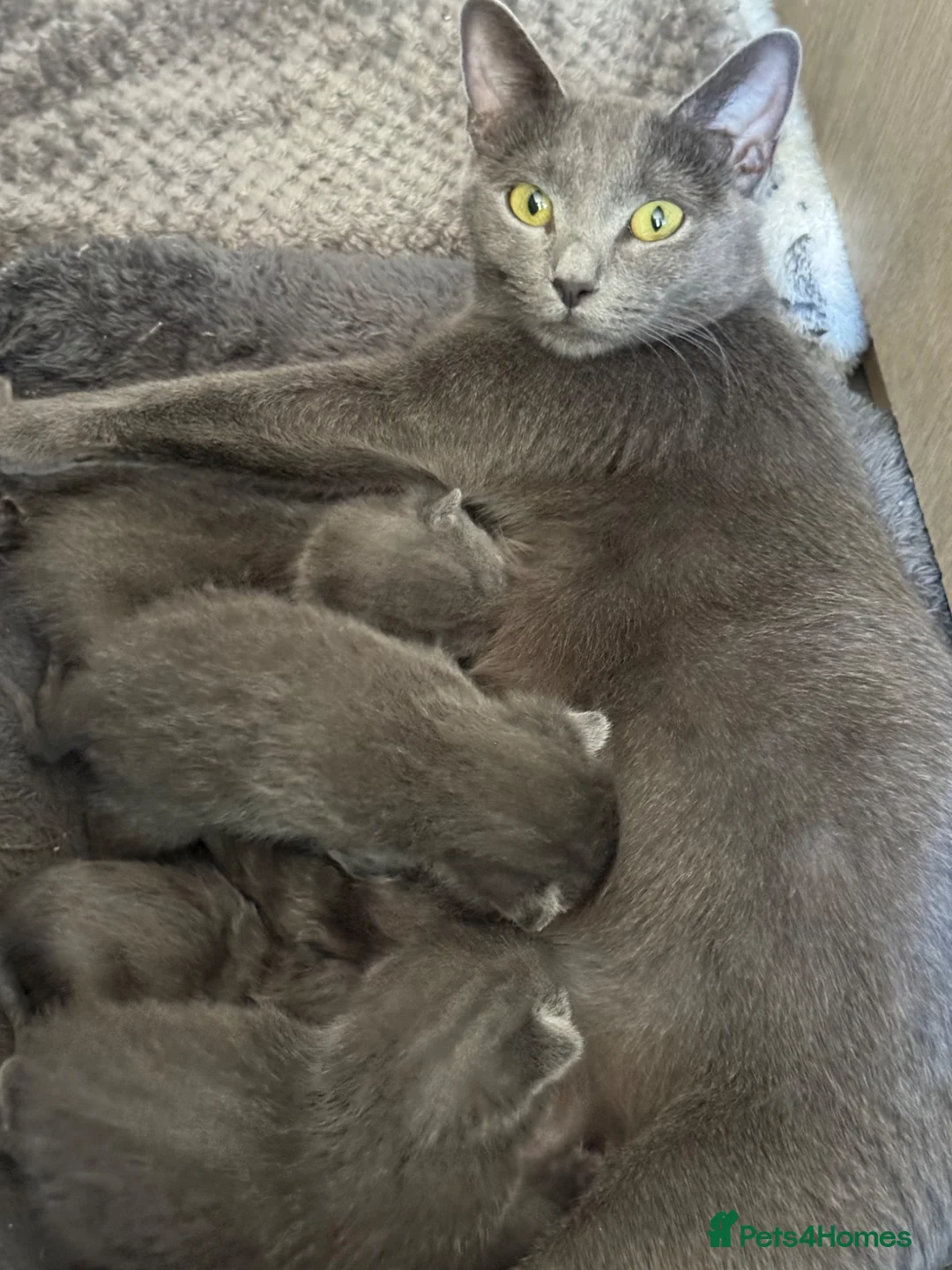 Russian Blue cats for sale: Russian Blue kittens - Advert 1