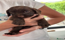 Cocker Spaniel dogs for sale: ONE FEMALE LEFT Cocker  Chocolate  - Image 20