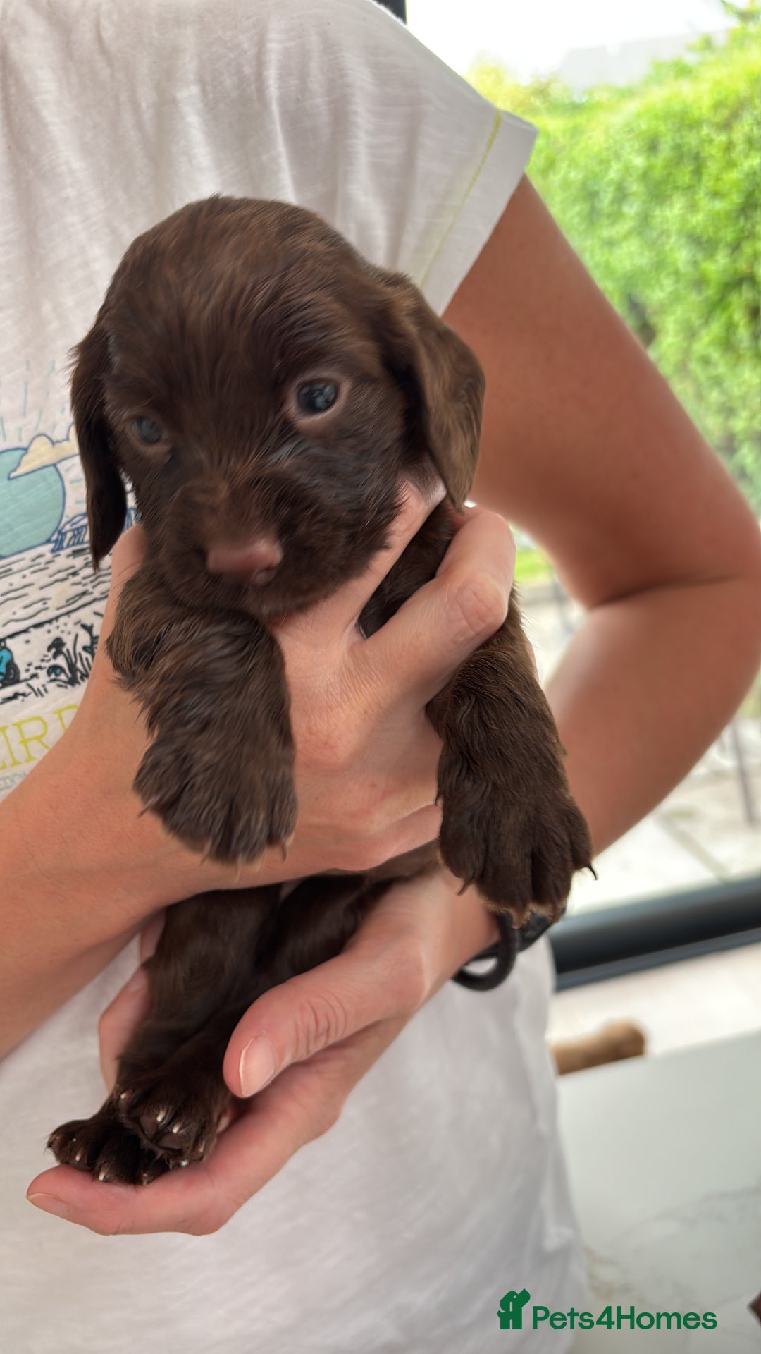 Cocker Spaniel dogs for sale: ONE FEMALE LEFT Cocker  Chocolate  - Image 20
