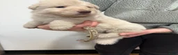 German Shepherd dogs for sale: Stunning kcreg white and blue German shepherd pups - Advert 6
