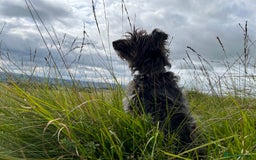 Mixed Breed dogs for sale: Springer Schnoodle puppies  - Advert 3