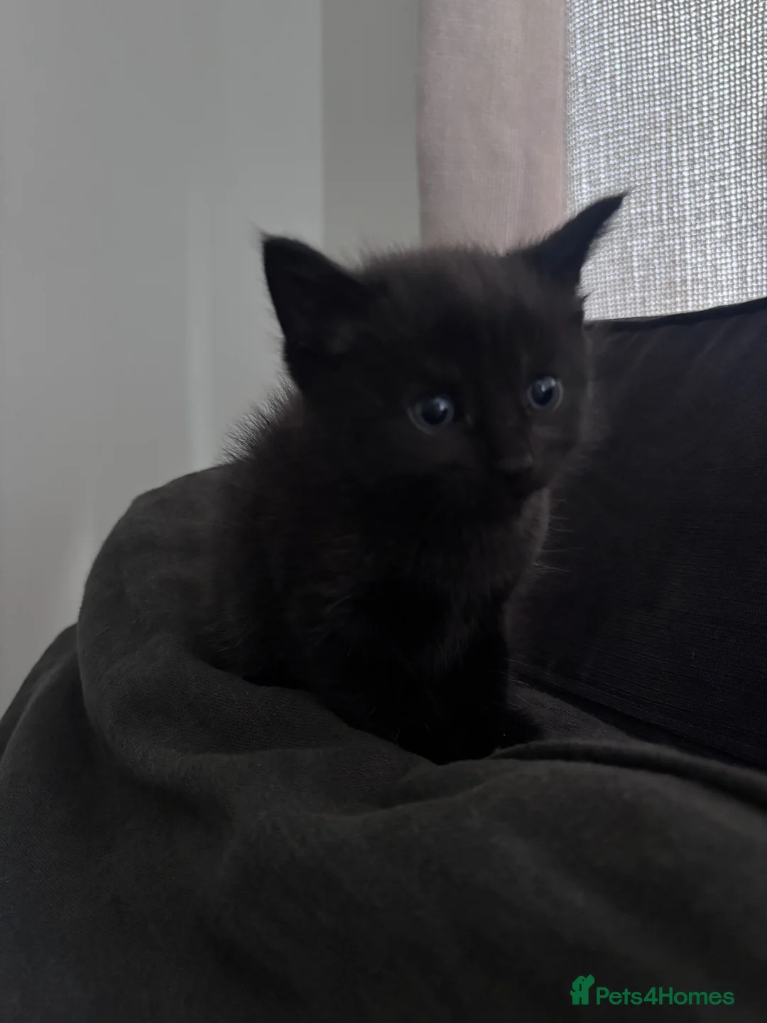Mixed Breed cats for sale: Lovely little kittens  in Basingstoke - Advert 4