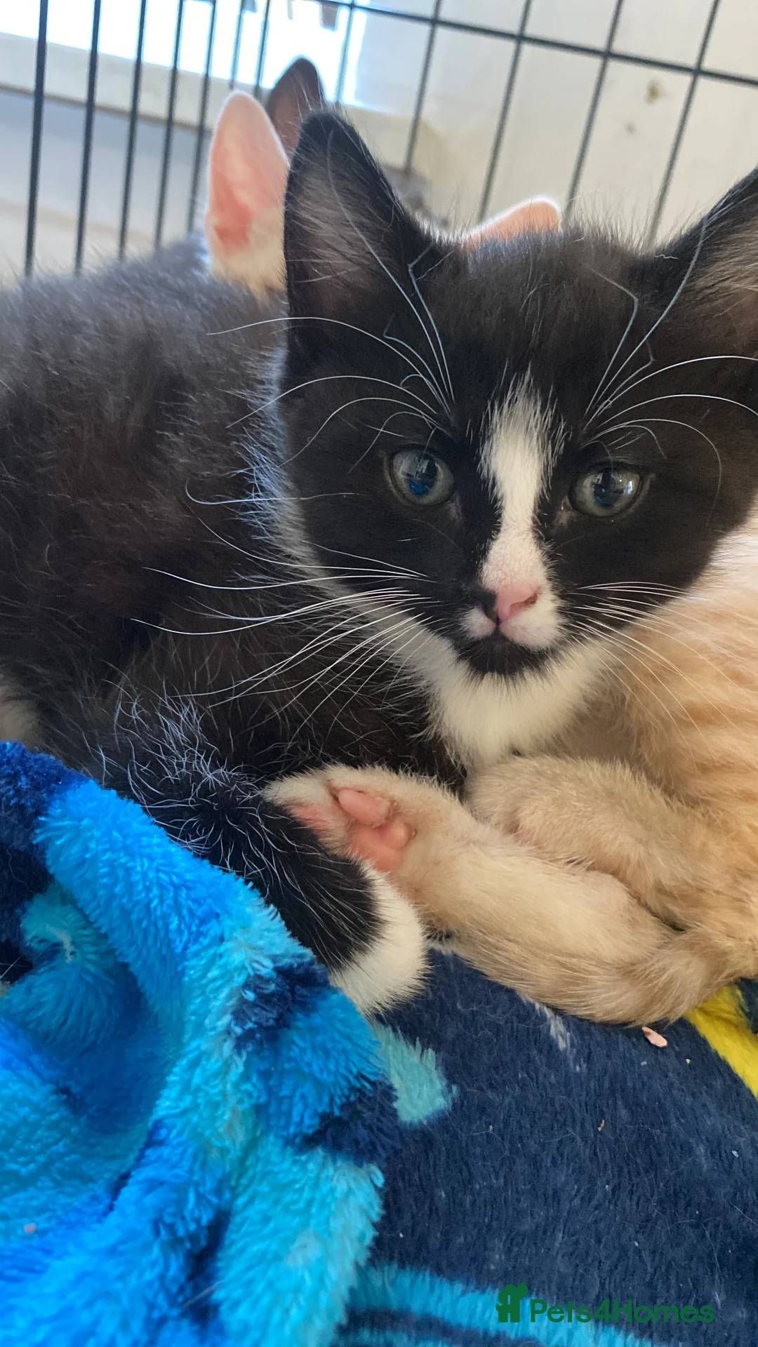 Mixed Breed cats for sale: our little black and white kitten - Advert 5