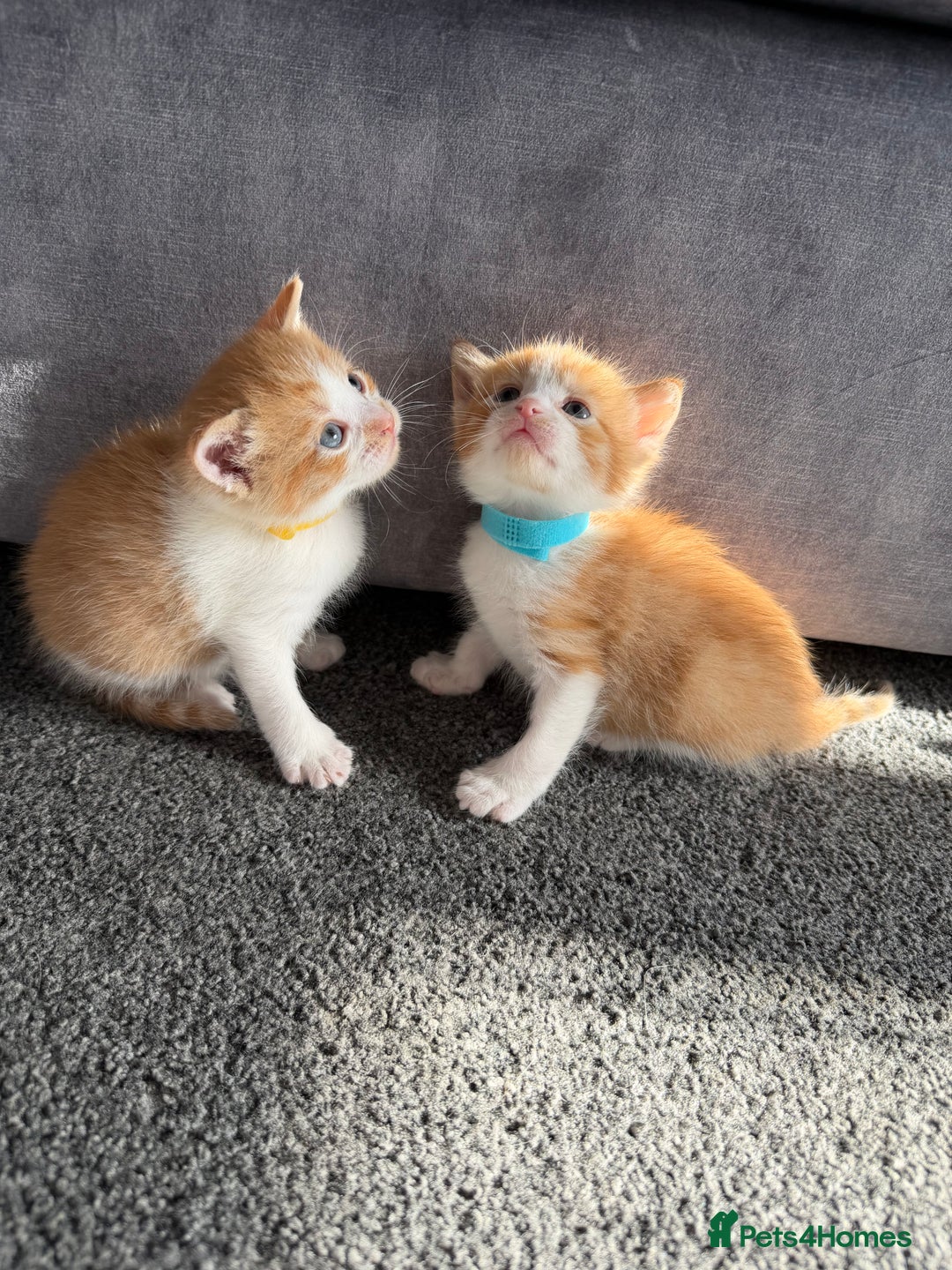 Domestic Shorthair cats for sale: Beautiful kittens 😍 - Image 4