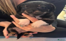 Mixed Breed dogs for sale: Jack Russell X Pomeranian Puppy’s for sale   - Image 1