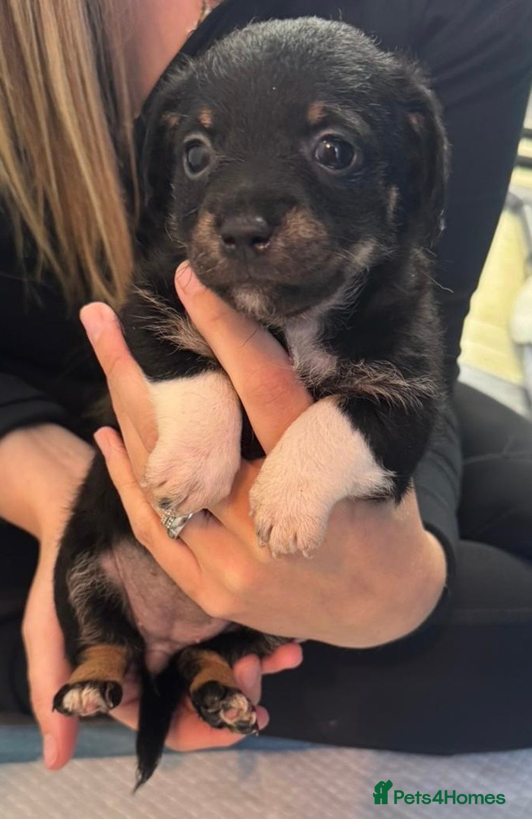 Mixed Breed dogs for sale: Jack Russell X Pomeranian Puppy’s for sale   - Image 1