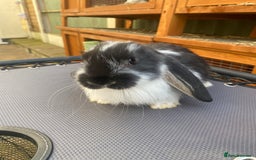 French Lop rabbits for sale: Giant French lop rabbits for sale  - Image 2