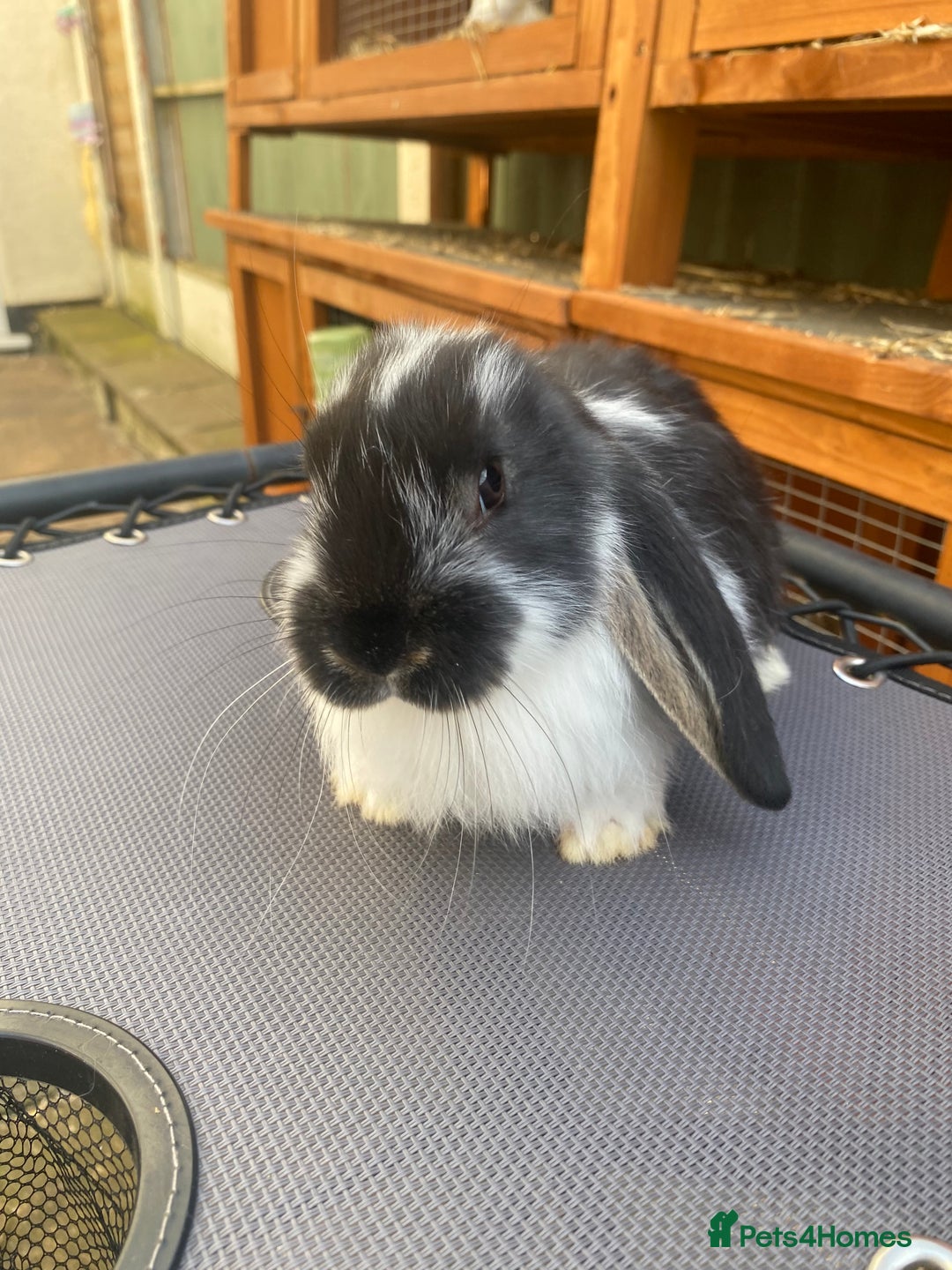 French Lop rabbits for sale: Giant French lop rabbits for sale  - Image 2