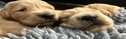 Golden Retriever dogs for sale: Stunning KC reg Golden Retriever babies - Advert 9