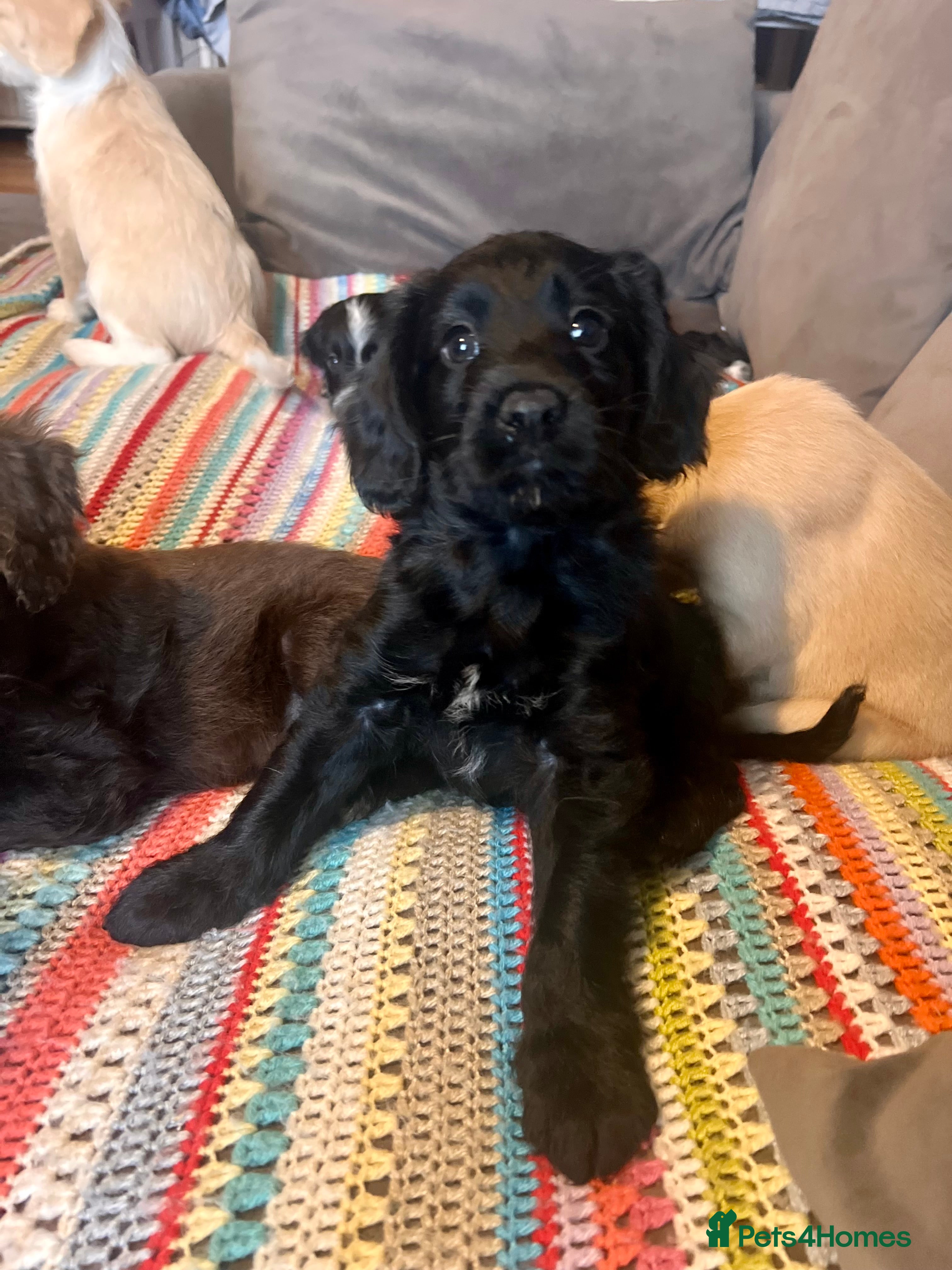 Cockapoo dogs Adorable F1b Cockapoo puppies PRICE REDUCED! £950! - Advert 2