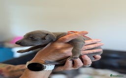 Italian Greyhound dogs for sale: Blue Italian Greyhound Puppies KC reg - Image 13