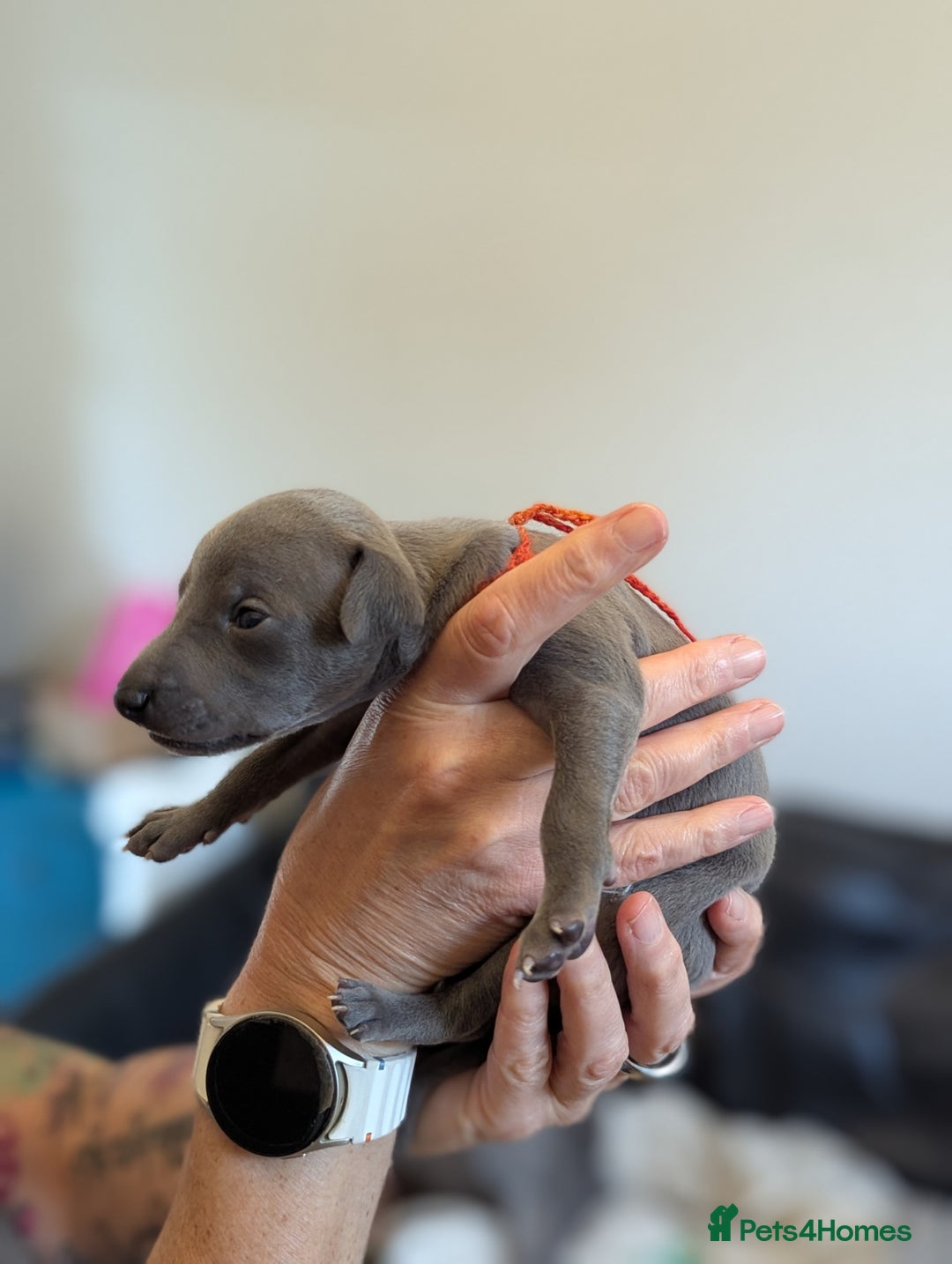 Italian Greyhound dogs for sale: Blue Italian Greyhound Puppies KC reg - Image 13