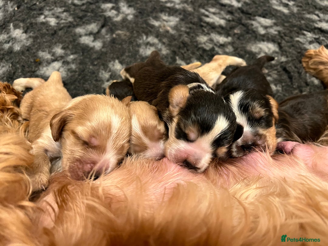 Cocker Spaniel dogs for sale: Exceptional Health Tested Show Cocker Spaniel - Advert 1