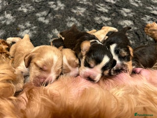 Cocker Spaniel dogs Exceptional Health Tested Show Cocker Spaniel - Advert 3