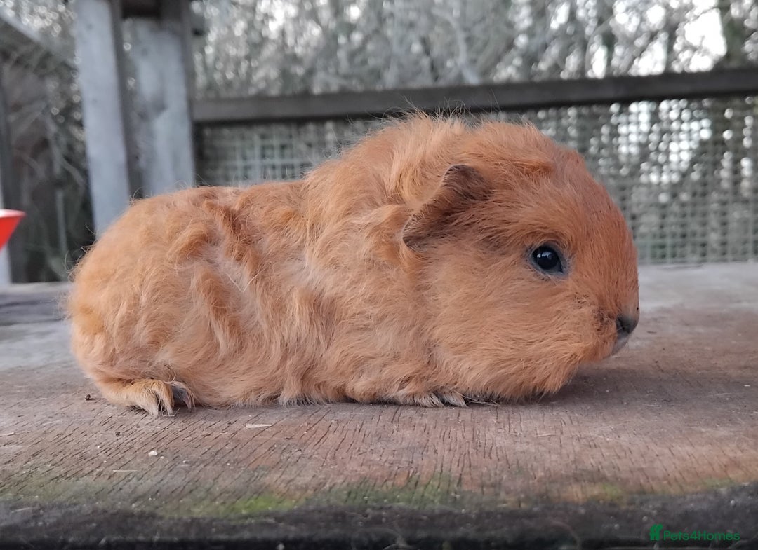 Guinea Pig rodents for sale: Swiss, Dalmation, Self Chocolate Boys and Girls - Advert 1
