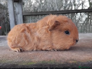 Guinea Pig rodents Swiss, Dalmation, Self Chocolate Boys and Girls - Advert 1