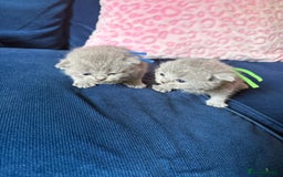 British Shorthair cats for sale: British Shorthair Champion Line kittens 🏆🥇😻 - Image 5
