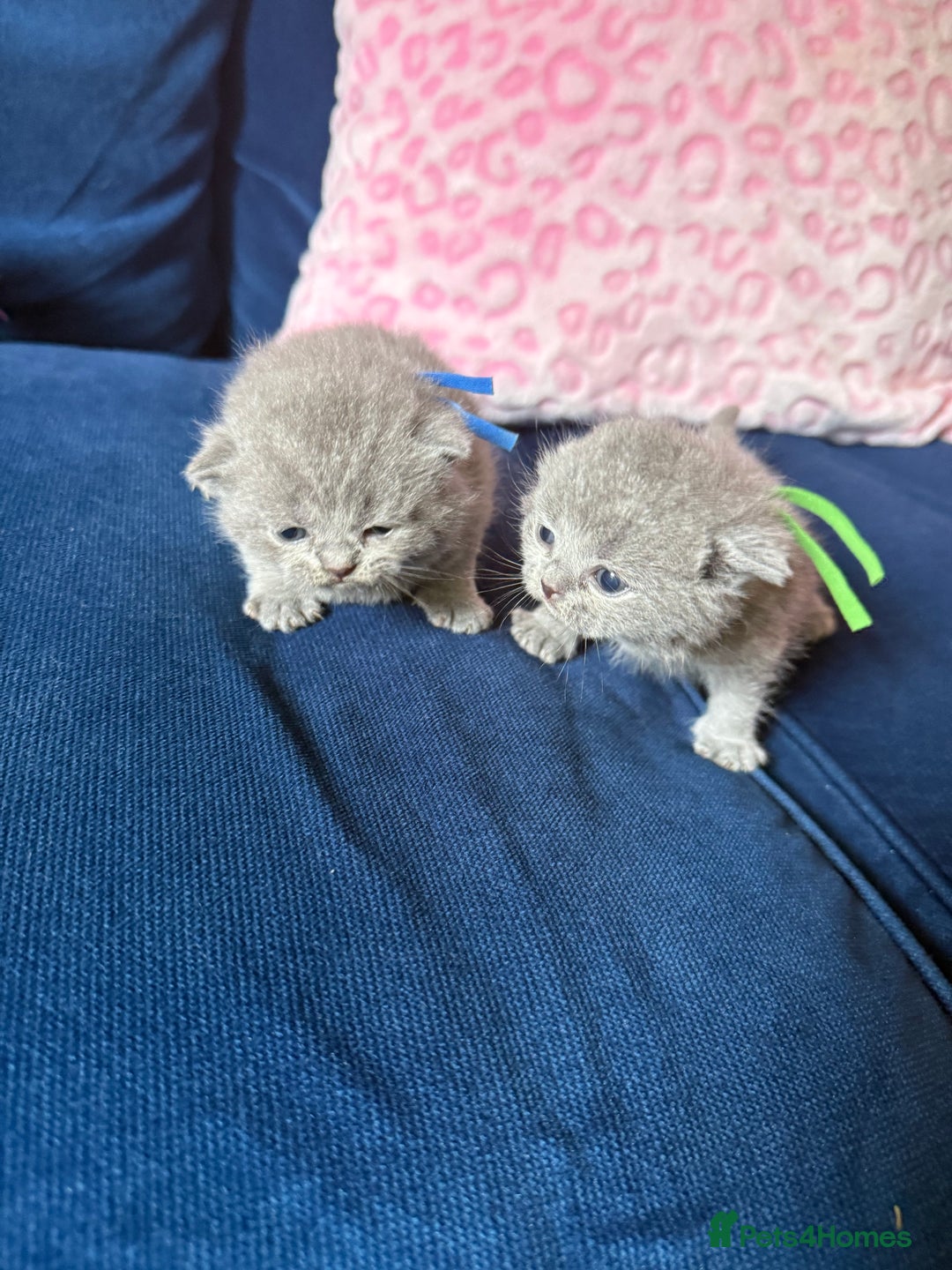 British Shorthair cats for sale: British Shorthair Champion Line kittens 🏆🥇😻 - Image 5