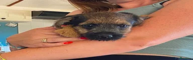 Border Terrier 4